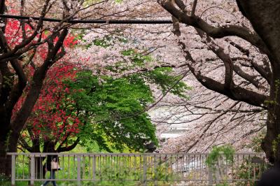 桜の締めを楽しむ～川の流れと千本桜・神奈川県大和市～