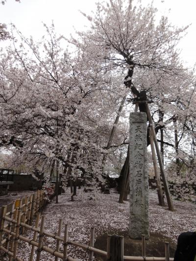 ちょこっとお花見遠足　北本さくら