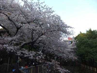 吉宗公が開いた飛鳥山公園のさくら(満開)