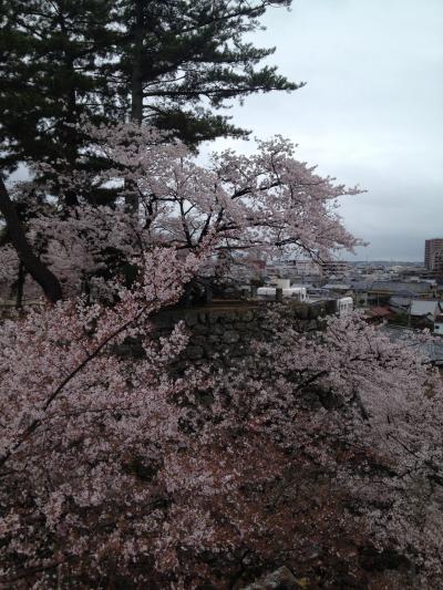 桜をおしんで