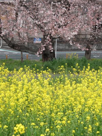 2015桜第二弾☆熊谷桜堤