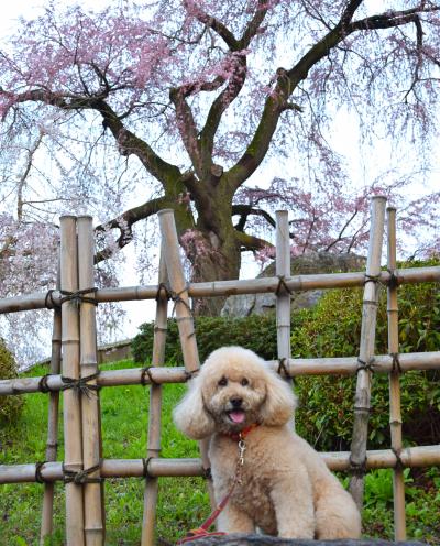 しょーきちさん 京の賑わい所を行くー祇園・清水・伏見・宇治