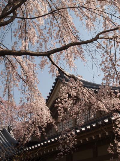 春は京都のさくら　　　2015年　　≪NO3　醍醐寺の花見≫　　『三宝院』にて