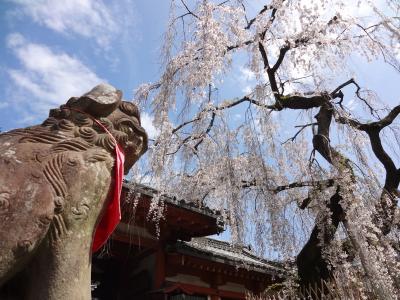 春爛漫の奈良散策～　鹿さんも元気です