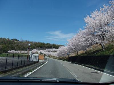 東名高速　ー　桜に癒されながら　ー　愛知県犬山市まで