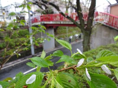 【東京散歩】雨の桜坂で桜の見納め