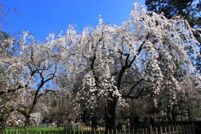 ポカポカ陽気に誘われて～京都御苑の枝垂れ桜～東山散歩・産寧坂の枝垂れ桜