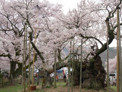 日本三大桜の山高神代桜を訪れるバスツアー、曇天でしたが満開の桜に出会えました