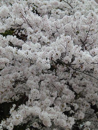 　ポン吉が行く　【１６９】　何年ぶりかのお花見で～す　　v(*^^*)　