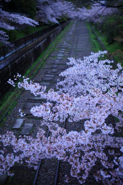 京都　桜めぐり～祇園白川、南禅寺、哲学の道、妙満寺
