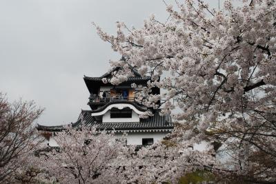 犬山城の桜
