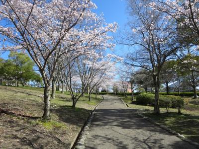 ガブ小僧の手習い帳☆わが町の公園で桜を愛でながら、コミュニケーションヽ(^o^)丿