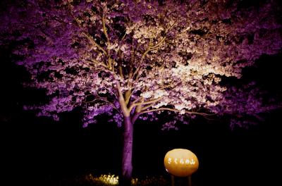 成田　さくらの山公園　満開の桜