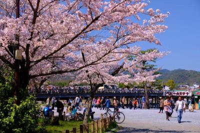春の京都−２　満開の桜　渡月橋を渡る