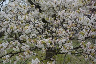散りゆく桜が美しい　小石川植物園