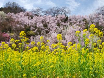 福島の陰陽　　 ‐ 陽 ‐  花見山と飯坂温泉