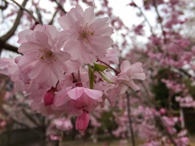 2015年の桜花見 小径散策 | 東京