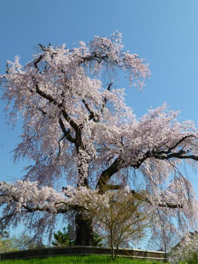 京都 祇園白川の桜 から 花見散歩を楽しみました