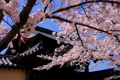 京都の春−３　世界遺産　天龍寺の桜
