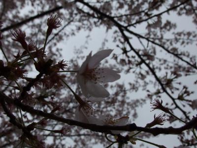 千葉の桜は５日の雨で散りました