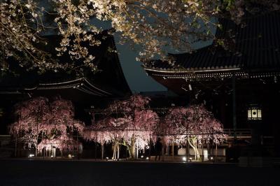 京都 仏光寺の桜 20150404