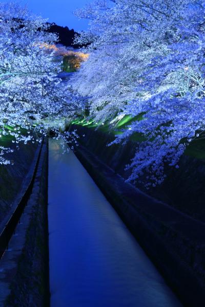 滋賀　桜めぐり～琵琶湖疏水のライトアップ