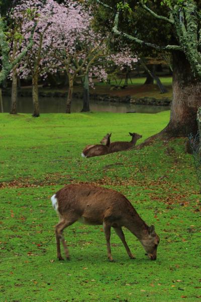奈良　桜めぐり～氷室神社、奈良公園
