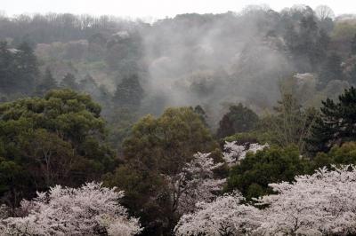 春の雨　奈良公園　桜写真集