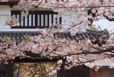 土浦 桜祭り２０１５ を楽しむ