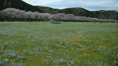 満開の桜と田んぼの花畑～下田から松崎へ