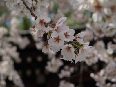 ０泊１日の京都一人旅！新幹線で日帰お花見