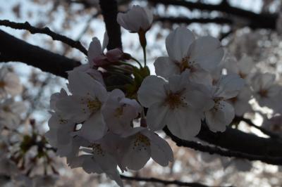 2015年桜　～茨木桜通りとフレンチジャマン～