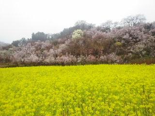 雨の花見山