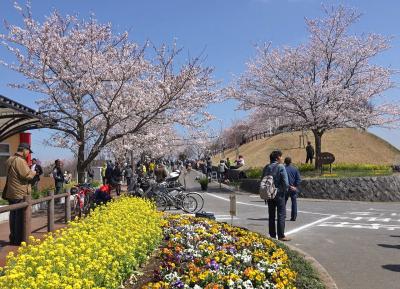成田のさくらに春が来た　成田・印西・佐倉への花見　２０１５年