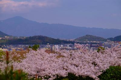 京都の春ー４　桜と大河内山荘