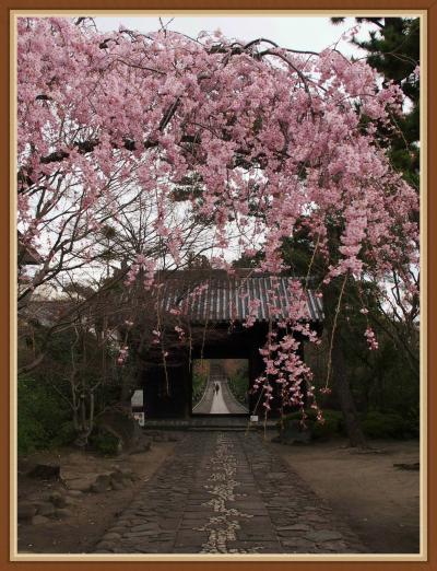 近所の桜はどうかな・・・？　★春の北山五山★