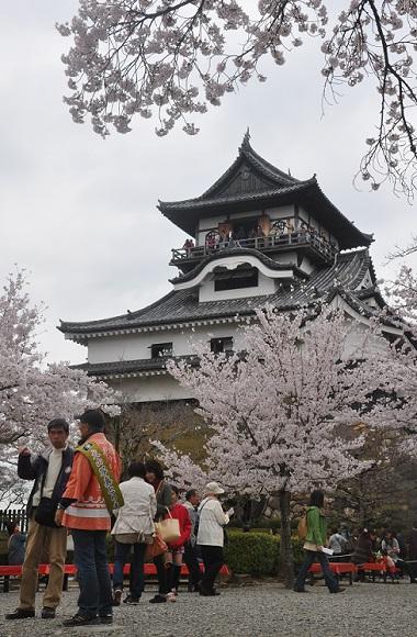 満開の桜　ＩＮ　犬山城　　　　　　　パートー３