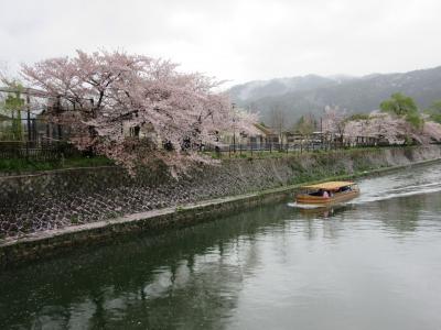 京都桜の旅