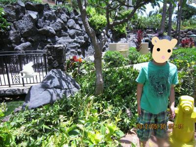 ６回目のホノルル　海がめさんに会えた♡