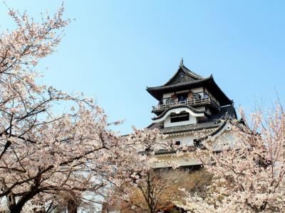満開の桜☆*:.｡.イルミネーションの後は犬山城で春爛漫お花見☆彡