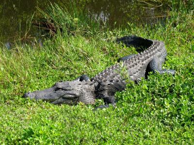 フロリダ 大自然＆ディズニー（2/全11）： エバーグレーズ国立公園 ロイヤルパーム → キーウェスト