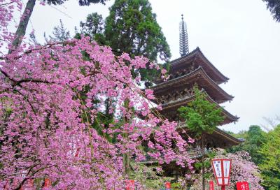 桜の名所☆醍醐寺＆勧修寺でお花見