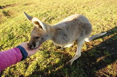 たまにはこんな夏休み！シドニーで深呼吸