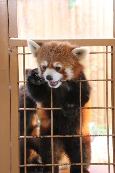 あこがれの那須どうぶつ王国は雨と霧の初訪問（３）レッサーパンダ特集！～あこがれのエサやり体験：展示担当の与一くんと那々ちゃんは絶賛換毛期！＆飼育員さんの好意で見られたジジくんとダイズちゃん