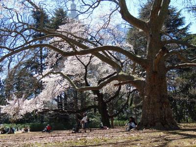 満開の桜を愛でに新宿御苑へ