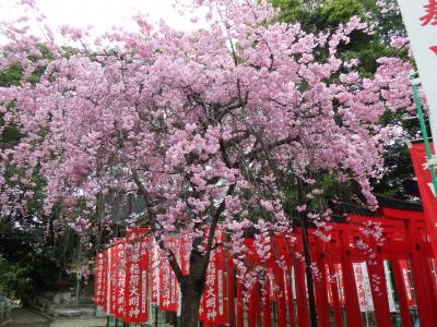 今年の四日市のお花見