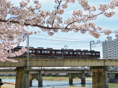 さくら舞い散る花のみち～♪2015年☆今年のさくら散歩は、『花のみち』オンリーとなりました=3