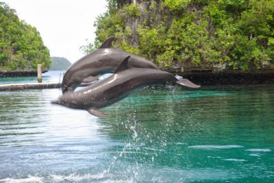 ダイビングしないけど 楽園パラオ ④