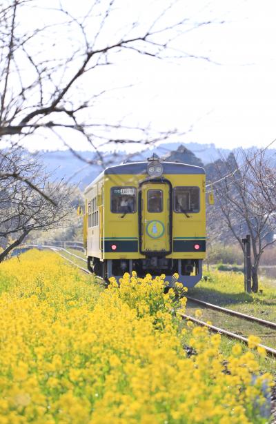 憧れの「いすみ鉄道と菜の花」写真に挑戦