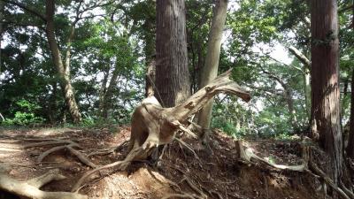 高尾山1号路〜もみじ台